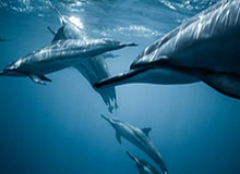 8868体育官网开启智慧下注的新纪元